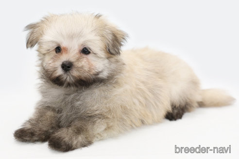 成約済の神奈川県のポメマル:ポメラニアン×マルチーズ-326267の1枚目